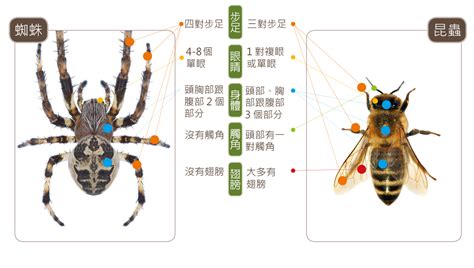 屋內有蜘蛛|蛛事吉祥——家中常見蜘蛛篇